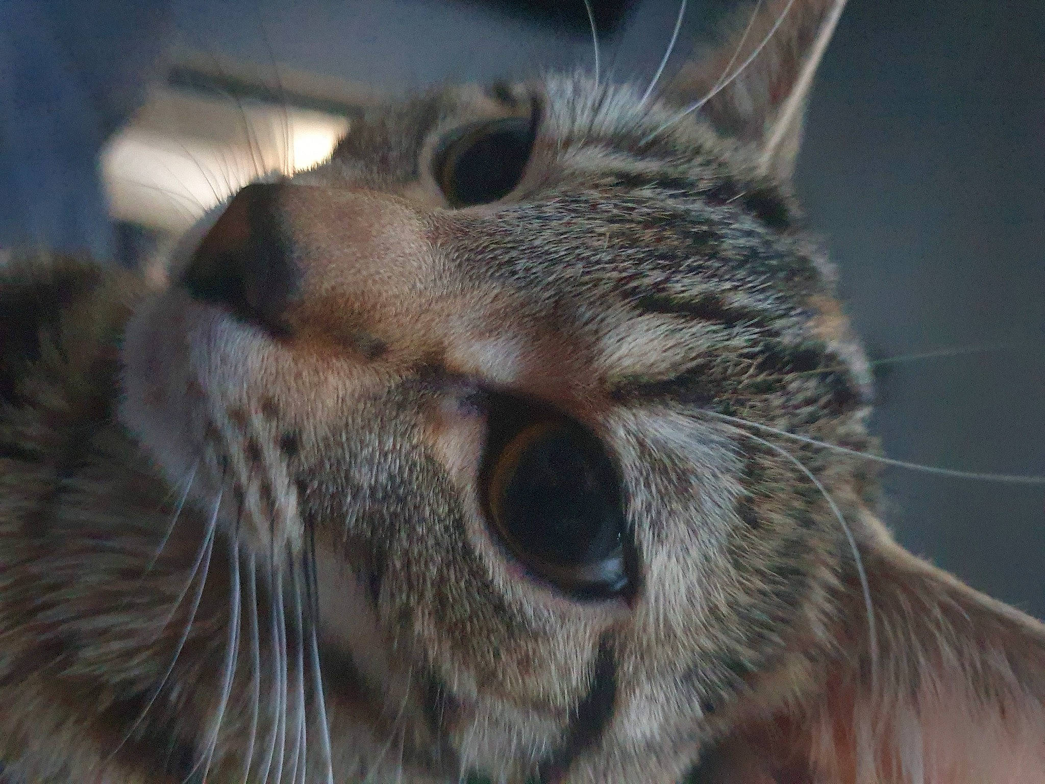 Tinkerbell joined the competition — help win amazing prizes! carnivore, cat, domestic_short_haired_cat, ear, eye, eyelash, felidae, fur, hair, head, human_body, iris, macro_photography, small_to_medium_sized_cats, snout, terrestrial_animal, whiskers, wildlife