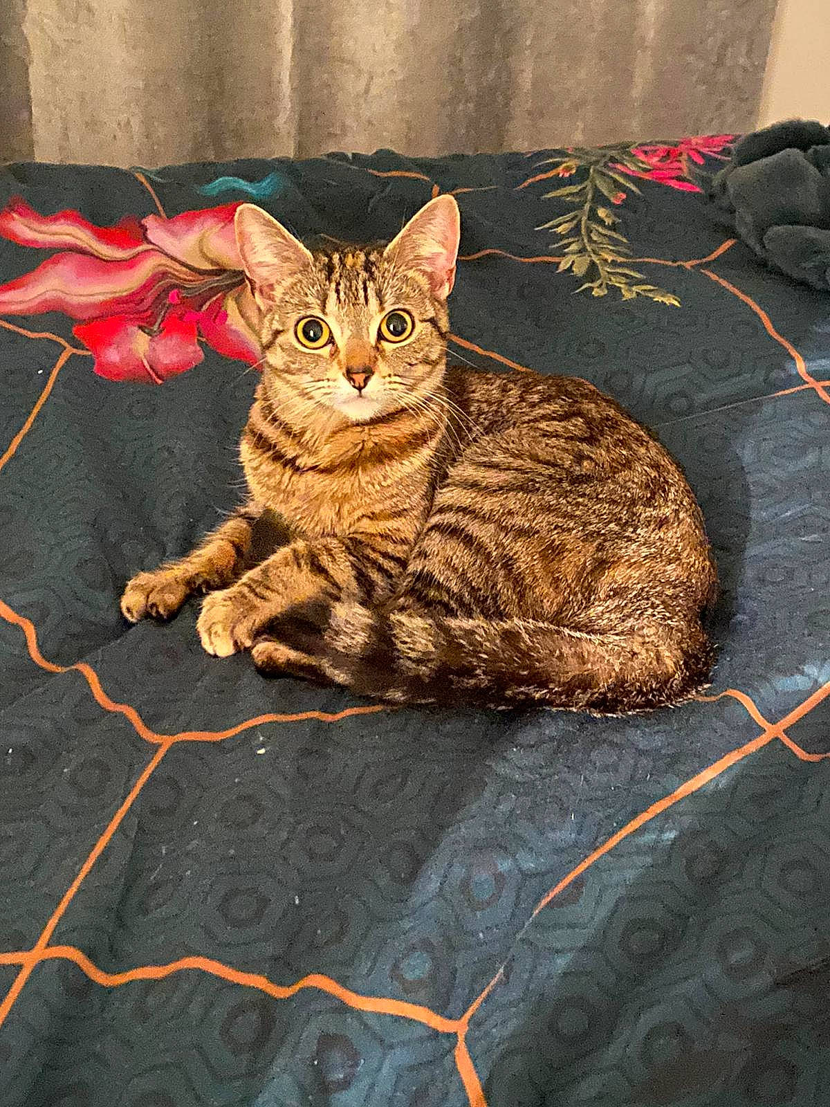 Tinkerbell joined the competition — help win amazing prizes! art, brown, carnivore, cat, claw, domestic_short_haired_cat, eye, fawn, felidae, flooring, fur, illustration, paw, sitting, small_to_medium_sized_cats, snout, tail, terrestrial_animal, whiskers, wildlife