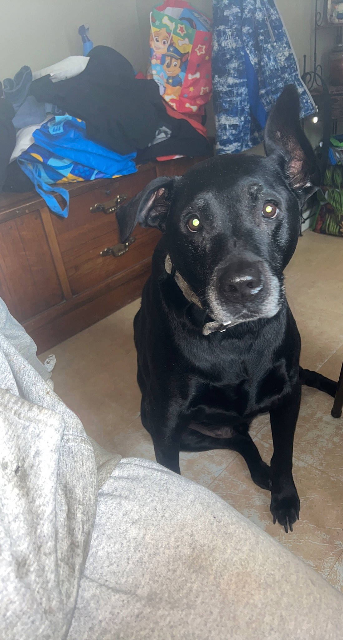 Buddah is registered to the contest to win money with this photo: borador, canidae, carnivore, collar, companion_dog, dog, dog_breed, dog_collar, eye, fawn, fur, guard_dog, labrador_retriever, liver, personal_protective_equipment, puppy, snout, sporting_group, whiskers, working_animal