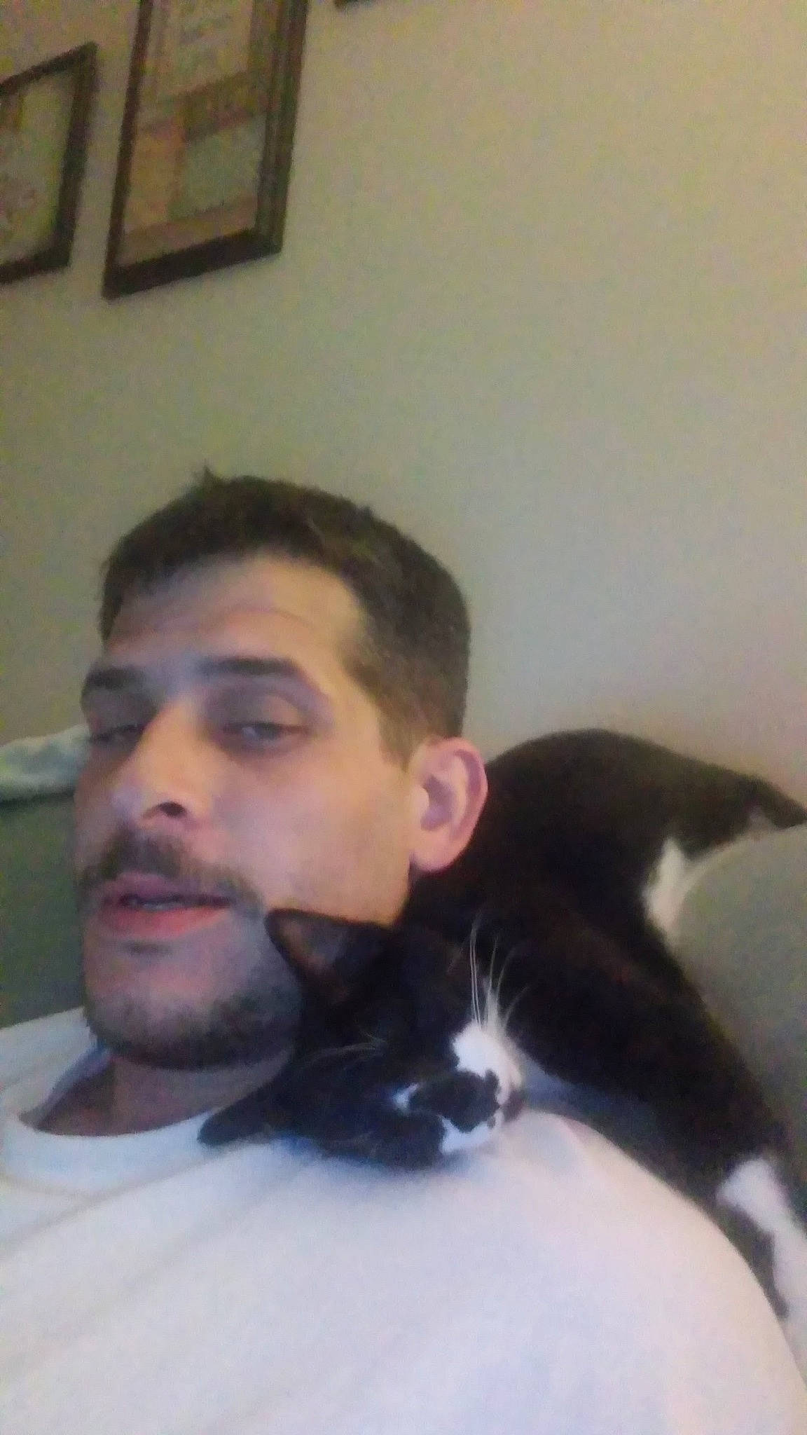 Cyrus joined the competition — help win amazing prizes! beard, cat, chest, chin, comfort, ear, eyebrow, eyelash, facial_hair, felidae, forehead, formal_wear, fur, jaw, moustache, neck, nose, picture_frame, small_to_medium_sized_cats, whiskers