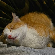 Ferdinand joined the competition — help win amazing prizes! cat, sleeping, orange_cat, white_fur, pet, cozy, blanket, nap, fur, animal, cute, rest, indoor, soft, domestic_cat, relaxing, pink_nose, feline, comfort, close_up