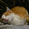 cat, sleeping, orange_cat, white_fur, pet, cozy, blanket, nap, fur, animal, cute, rest, indoor, soft, domestic_cat, relaxing, pink_nose, feline, comfort, close_up