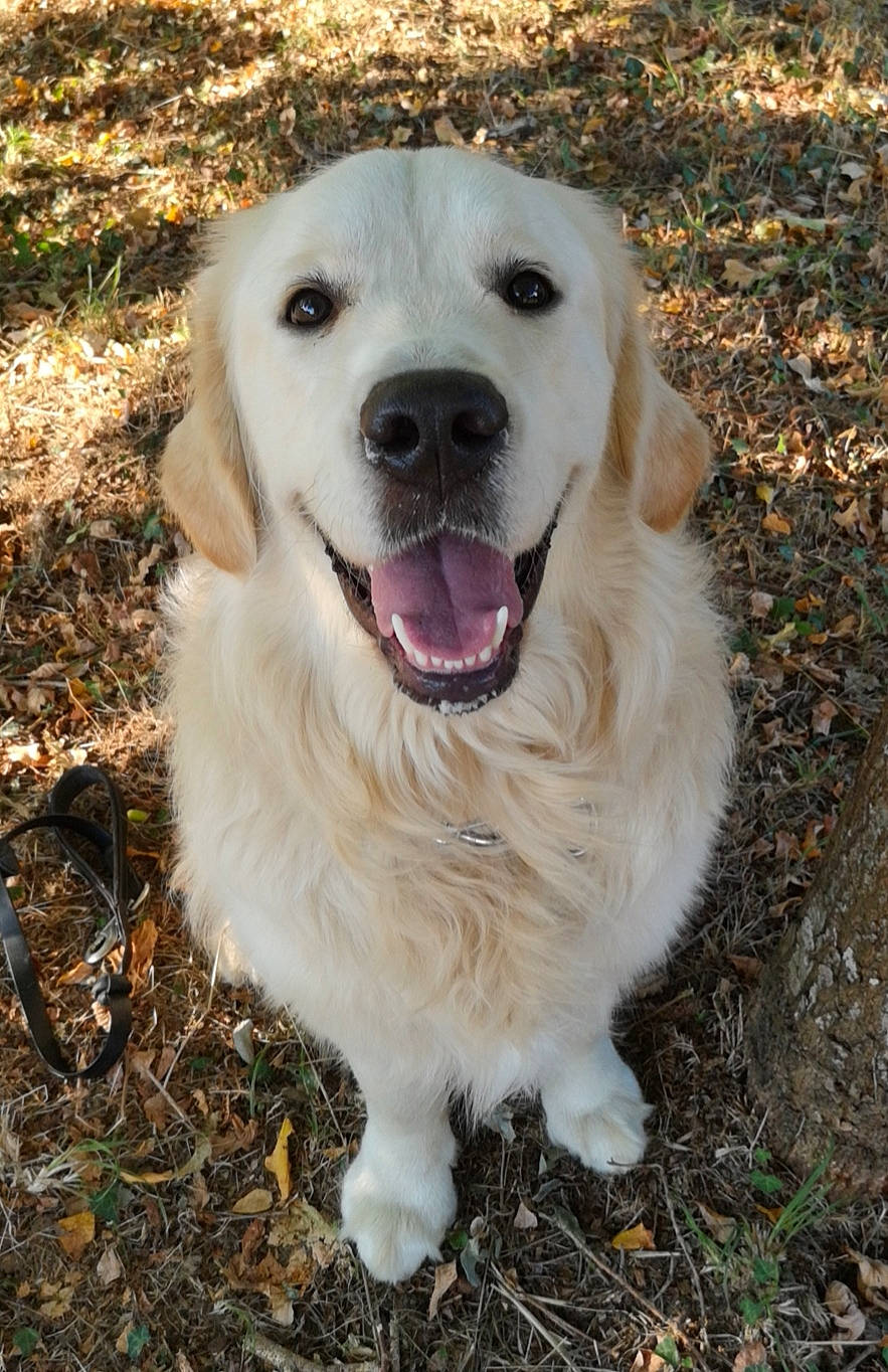 Naho participe au concours pour gagner de l'argent avec cette photo : carnivoran, companion_dog, dog, dog_breed, dog_breed_group, dog_like_mammal, golden_retriever, labrador_retriever, retriever, snout, sporting_group