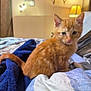 Sunshine is registered to the contest to win money with this photo: kitten, cat, orange_tabby, bed, blanket, indoor, furniture, lamp, cozy, pet, animal, cute, young_cat, resting, home, soft_lighting, wall_decor, tail, ears, eyes