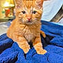 kitten, orange_cat, pet, animal, feline, cute, young, fur, whiskers, blue_blanket, indoor, cozy, soft, bedroom, curious, small, domestic_cat, mammal, resting, closeup