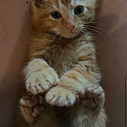 Sunshine is registered to the contest to win money with this photo: kitten, cat, orange_tabby, fluffy, paws, cute, pet, animal, fur, whiskers, lying_down, close_up, indoor, adorable, small, young, cute_pet, feline, relaxed, curious