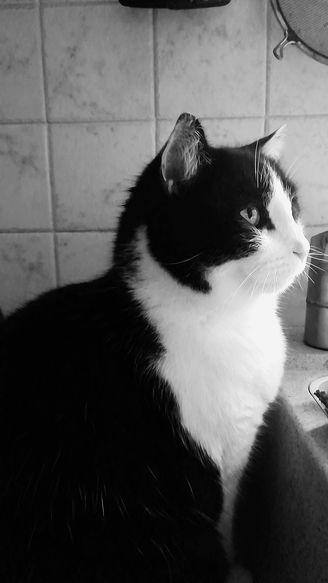 Loki participe au concours pour gagner de l'argent avec cette photo : american_wirehair, black, black_and_white, carnivore, cat, domestic_short_haired_cat, european_shorthair, eye, felidae, fur, monochrome, monochrome_photography, photography, polydactyl_cat, small_to_medium_sized_cats, snout, style, tail, whiskers, white