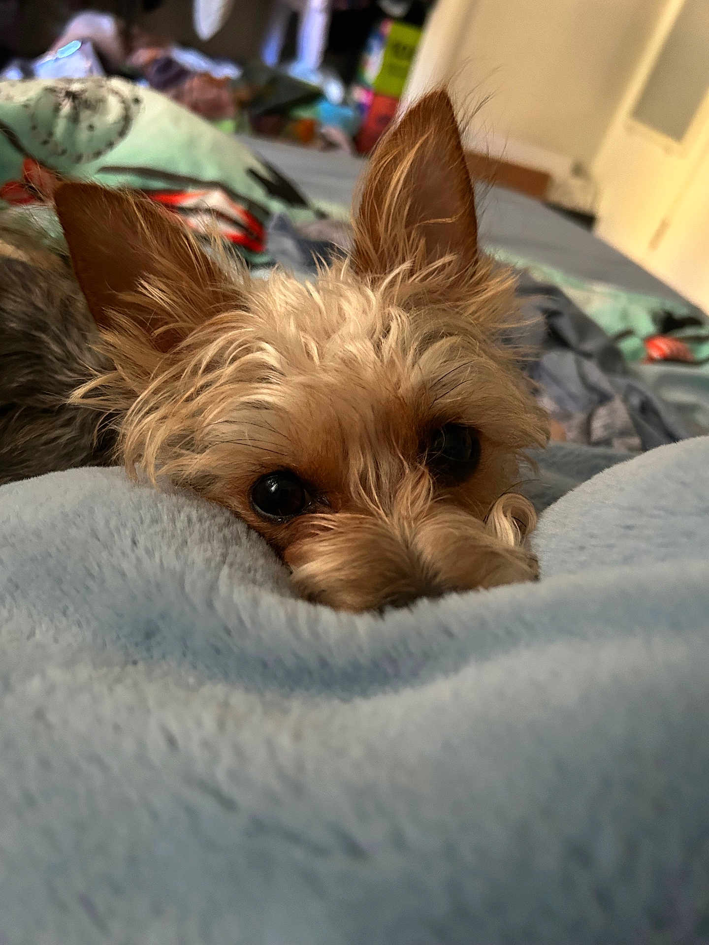 Tucker is registered to the contest to win money with this photo: dog, pet, blanket, fur, ears, bedroom, soft, cozy, curious, animal, indoor, closeup, cute, resting, looking, brown, small_dog, fur_texture, comfort, expression
