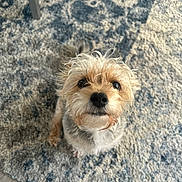 Tucker joined the competition — help win amazing prizes! dog, pet, small_dog, cute, fluffy, fur, indoor, carpet, floor, looking_up, animal, companion, adorable, canine, home, curious, snout, ears, tail, whiskers