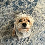 dog, pet, small_dog, cute, fluffy, fur, indoor, carpet, floor, looking_up, animal, companion, adorable, canine, home, curious, snout, ears, tail, whiskers