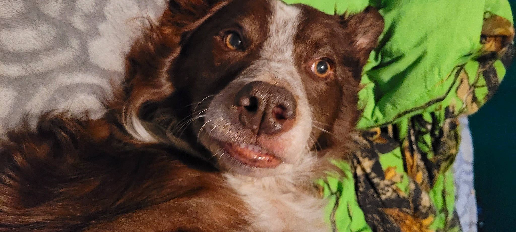 Perro joined the competition — help win amazing prizes! border_collie, canidae, carnivore, companion_dog, dog, dog_breed, fang, fur, gun_dog, herding_dog, hunting_dog, liver, pont_audemer_spaniel, shout, snout, sporting_group, texas_heeler, whiskers, working_animal, working_dog