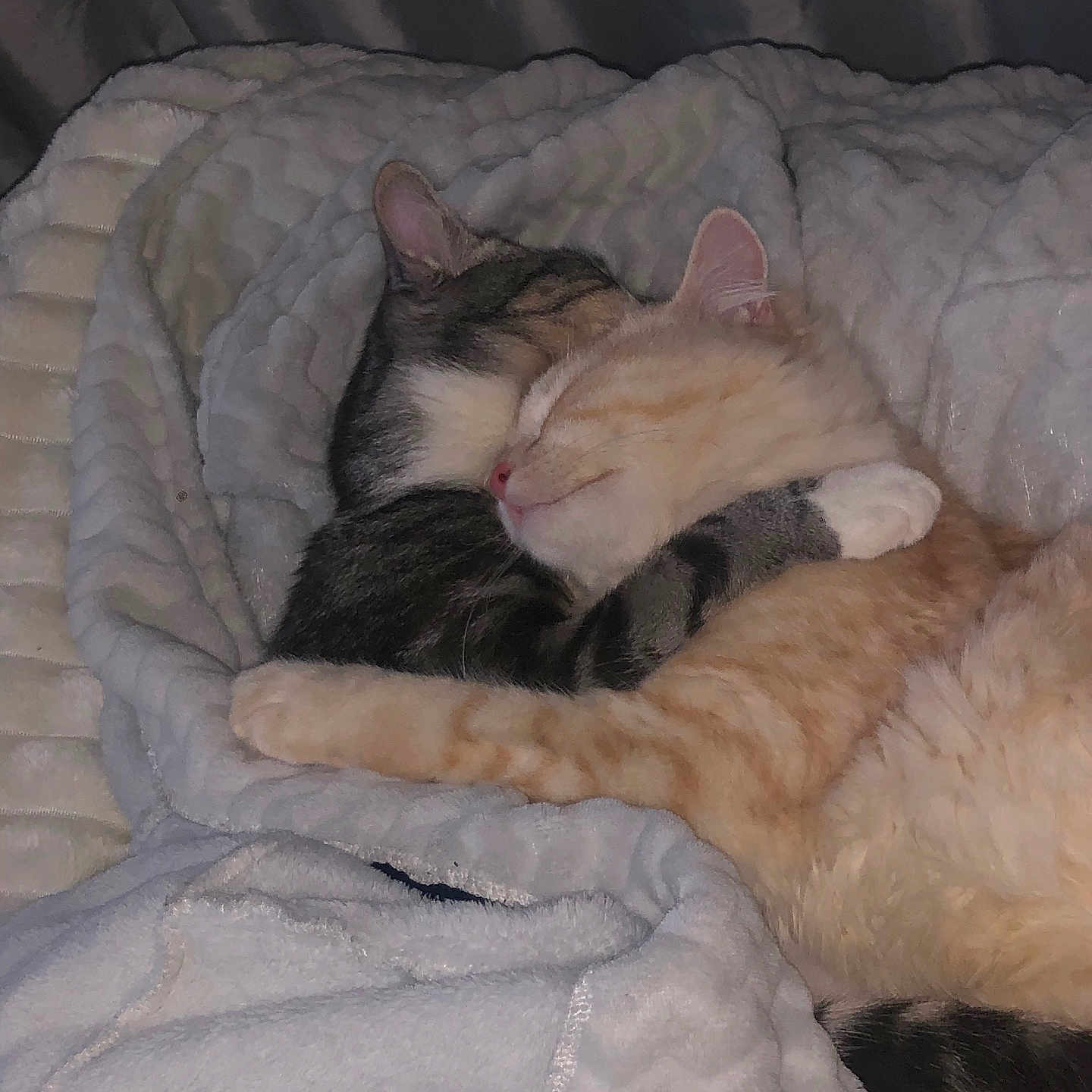 Simba Et Nala a rejoint le concours — aidez-le/la à gagner de superbes lots ! abyssinian, animal, bed, bedroom, blanket, cat, couch, cushion, furniture, homedecor, indoors, kitten, linen, manx, person, pet, quilt, room, siamese, sleeping