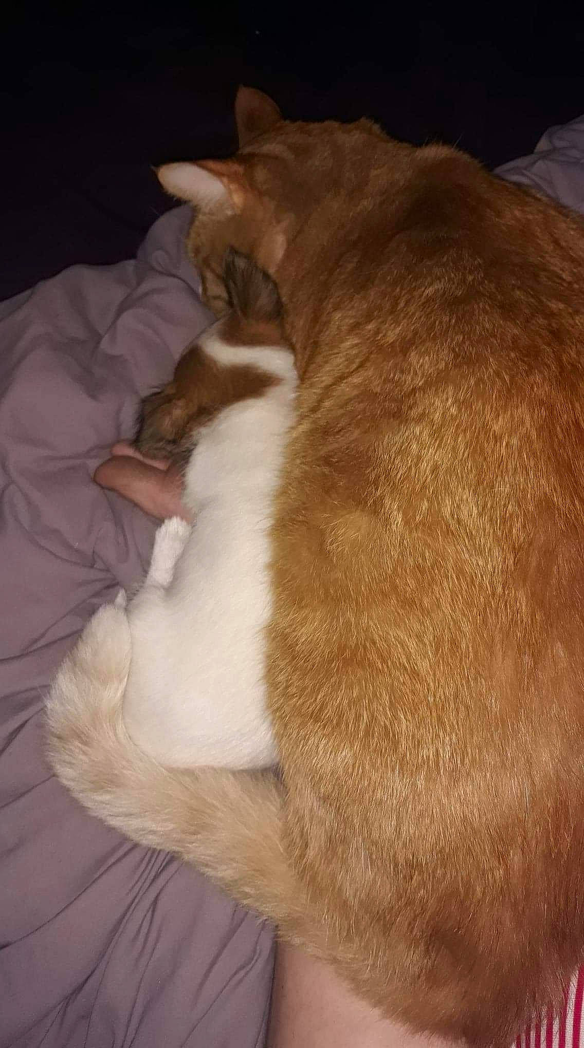 Mei is registered to the contest to win money with this photo: canidae, carnivore, cat, dog_breed, ear, fawn, felidae, fur, small_to_medium_sized_cats, snout, tail, whiskers