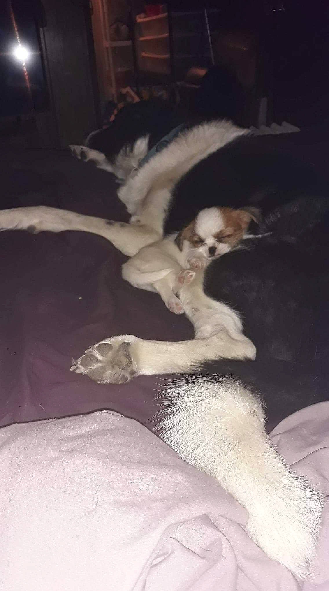 Mei is registered to the contest to win money with this photo: canidae, carnivore, companion_dog, dog, dog_breed, lurcher, saluki, silken_windhound, tail, whippet