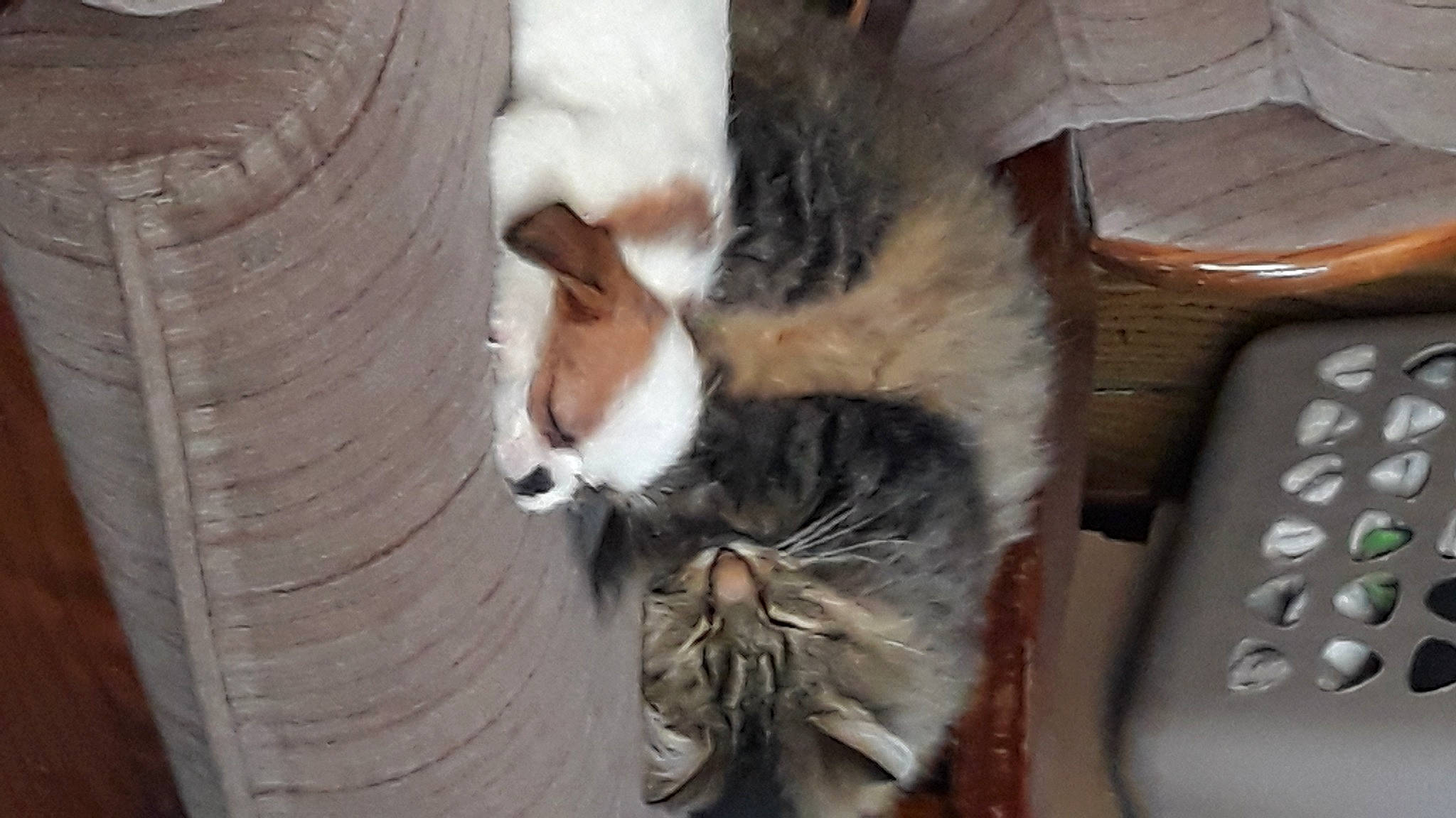 Purna joined the competition — help win amazing prizes! aegean_cat, carnivore, cat, domestic_short_haired_cat, european_shorthair, felidae, fur, kitten, mammal, paw, polydactyl_cat, small_to_medium_sized_cats, tabby_cat, whiskers