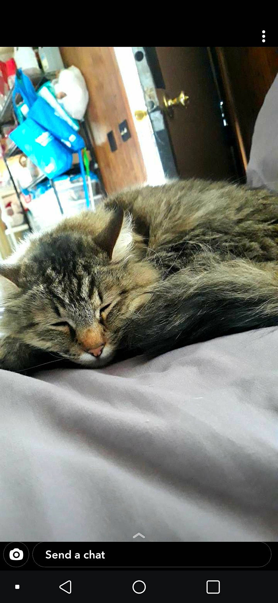 Purna joined the competition — help win amazing prizes! american_shorthair, asian, carnivore, cat, domestic_long_haired_cat, domestic_short_haired_cat, dragon_li, european_shorthair, felidae, fur, kitten, mammal, nap, norwegian_forest_cat, pixie_bob, sleep, small_to_medium_sized_cats, snout, tabby_cat, whiskers