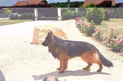 Eros a rejoint le concours — aidez-le/la à gagner de superbes lots ! bohemian_shepherd, canidae, carnivore, dog, dog_breed, east_european_shepherd, german_shepherd_dog, herding_dog, king_shepherd, kunming_wolfdog, mammal, old_german_shepherd_dog, shiloh_shepherd_dog, tervuren, vertebrate, working_dog