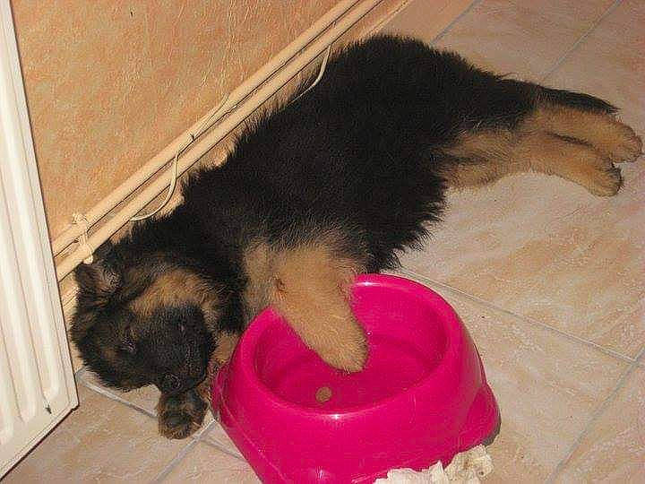 Eros participe au concours pour gagner de l'argent avec cette photo : canidae, carnivore, dog, dog_breed, german_shepherd_dog, puppy, tail