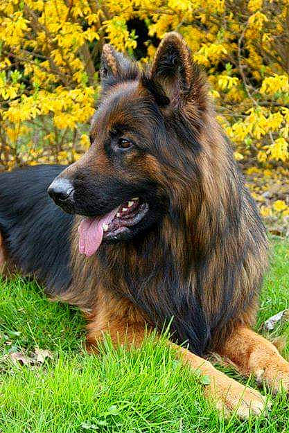 Eros a rejoint le concours — aidez-le/la à gagner de superbes lots ! bohemian_shepherd, canidae, carnivore, companion_dog, dog, dog_breed, fawn, german_shepherd_dog, king_shepherd, mammal, old_german_shepherd_dog, plant, rare_breed_dog, shiloh_shepherd_dog, tervuren, vertebrate