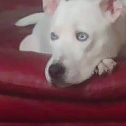 Kane is registered to the contest to win money with this photo: dog, white_dog, blue_eyes, pet, animal, indoor, resting, red_surface, ear, paw, closeup, canine, snout, fur, laying_down, domestic_animal, cute, relaxed, face, companion