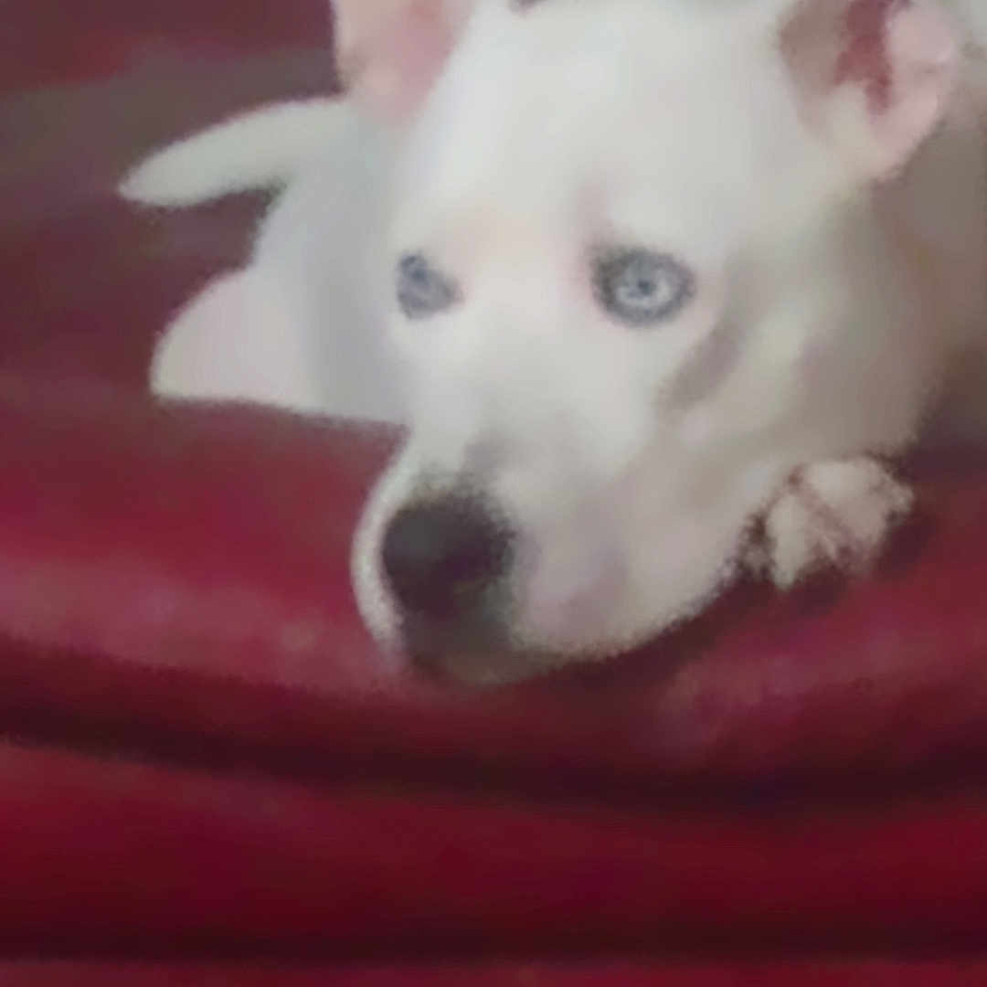 Kane is registered to the contest to win money with this photo: dog, white_dog, blue_eyes, pet, animal, indoor, resting, red_surface, ear, paw, closeup, canine, snout, fur, laying_down, domestic_animal, cute, relaxed, face, companion