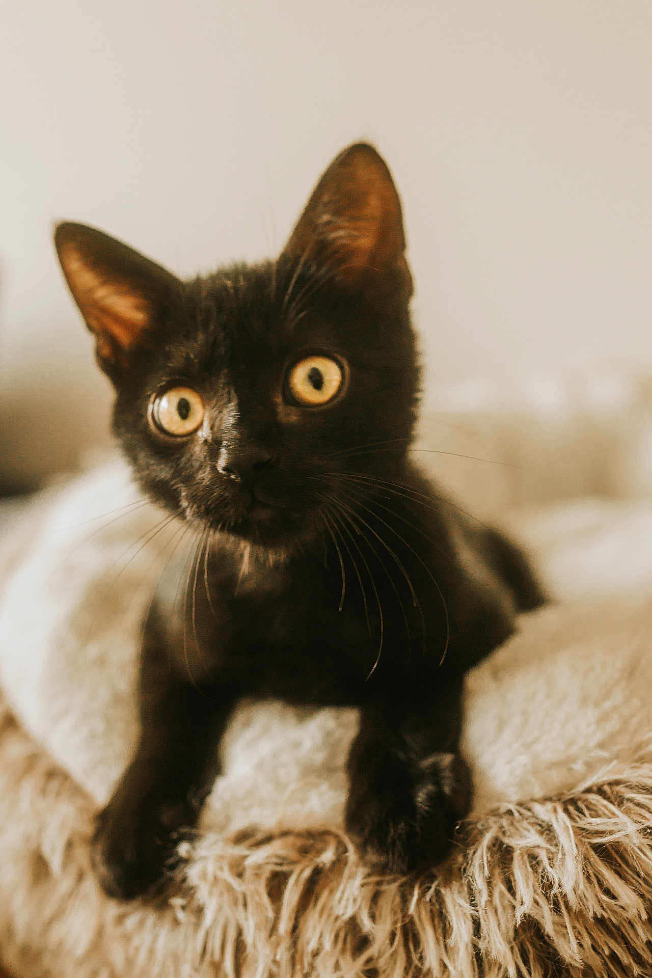 Orion a rejoint le concours — aidez-le/la à gagner de superbes lots ! black_kitten, cat, kitten, pet, animal, whiskers, ears, golden_eyes, close_up, soft_blanket, furry, curious, indoor, cozy, fur, young_cat, cute, portrait, animal_face, domestic_cat