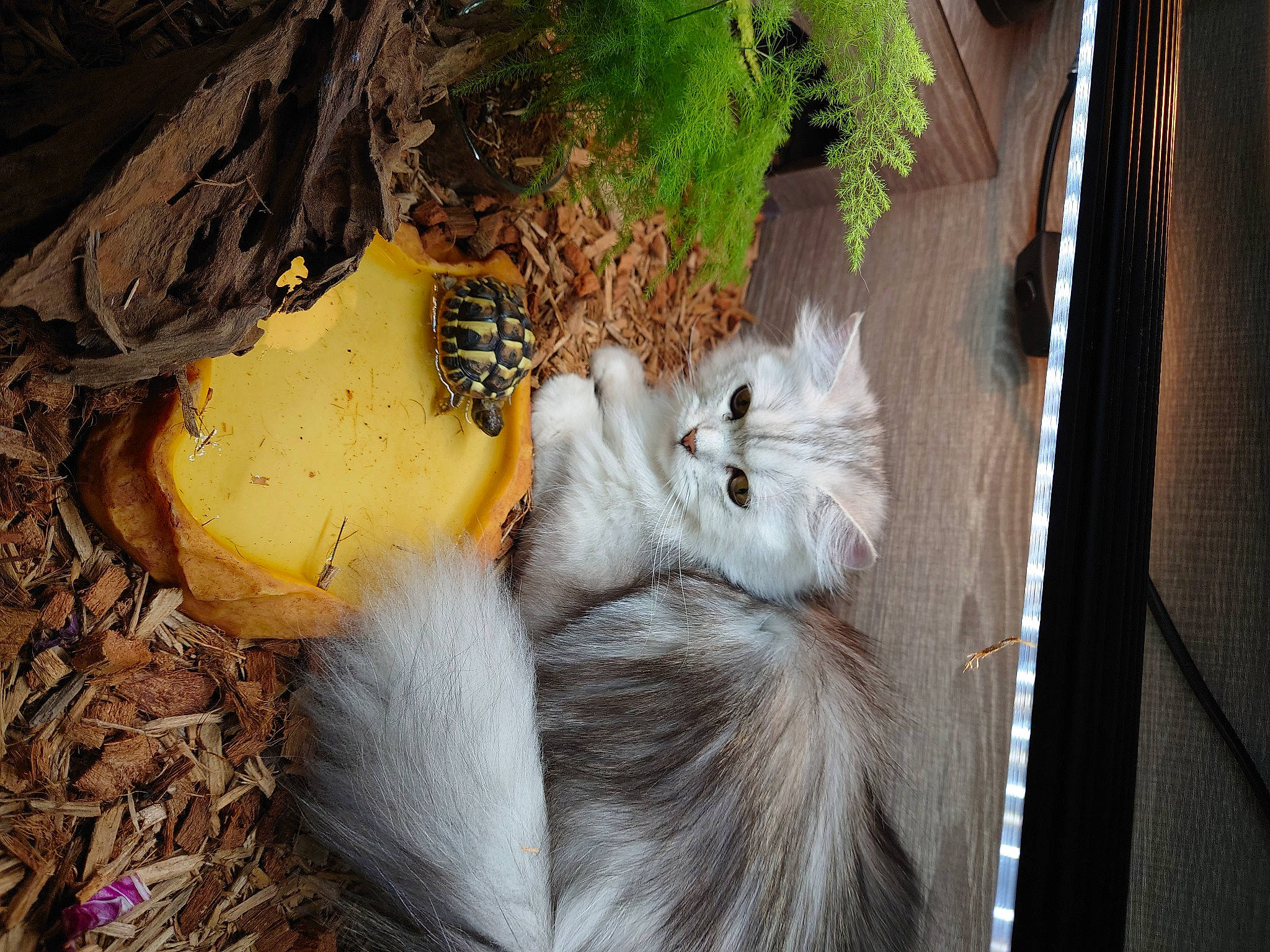 Cleya participe au concours pour gagner de l'argent avec cette photo : calabaza, carnivore, cat, domestic_short_haired_cat, fawn, felidae, fur, grass, herb, leaf_vegetable, paw, plant, pumpkin, small_to_medium_sized_cats, tail, tree, whiskers, wildlife, winter_squash, wood