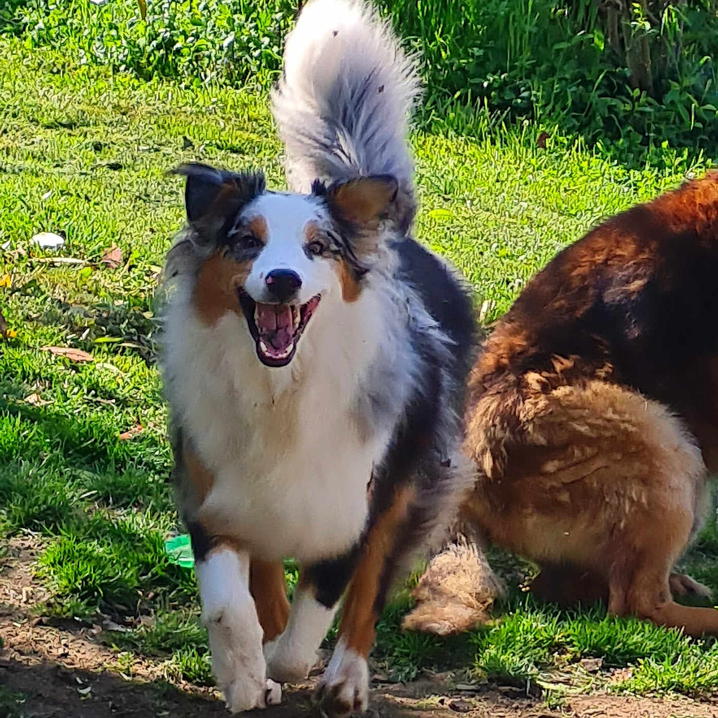 übbe a rejoint le concours — aidez-le/la à gagner de superbes lots ! animal, backyard, ball, canine, cockerspaniel, collie, dog, football, grass, husky, nature, outdoors, park, pet, plant, puppy, soccer, soccerball, sport, yard