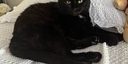 Mina a rejoint le concours — aidez-le/la à gagner de superbes lots ! black_cat, cat, bed, white_bedspread, pillow, teddy_bear, plush_toy, bedroom, furniture, wooden_headboard, pet, animal, indoor, resting, fur, whiskers, green_eyes, cozy, relaxing, domestic_pet