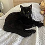 black_cat, cat, bed, white_bedspread, pillow, teddy_bear, plush_toy, bedroom, furniture, wooden_headboard, pet, animal, indoor, resting, fur, whiskers, green_eyes, cozy, relaxing, domestic_pet