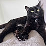 cat, black_cat, yellow_eyes, pet, animal, feline, relaxed, lying_down, soft_texture, indoor, close_up, whiskers, paw, fur, cute, cozy, resting, domestic_cat, portrait, calm