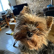 Sissi participe au concours pour gagner de l'argent avec cette photo : animal, black_fur, black_nose, brick_wall, brown_fur, close_up, dog, fluffy, furniture, indoors, living_room, long_hair, pet, photography, pointy_ears, portrait, puppy, small_dog, television, yorkshire_terrier