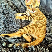 Aloha participe au concours pour gagner de l'argent avec cette photo : animal, bengal_cat, blanket, cat, cute, feline, fur, gray, indoor, kitten, paws, pet, relaxed, resting, soft_texture, spotted, striped, tail, whiskers, yellow_eyes