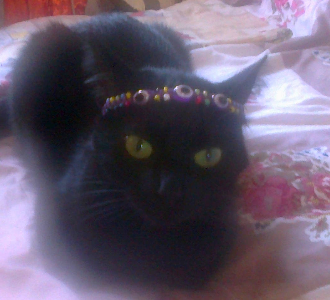 Eden a rejoint le concours — aidez-le/la à gagner de superbes lots ! black_cat, bombay, carnivore, cat, cat_supply, comfort, domestic_short_haired_cat, felidae, fur, head, small_to_medium_sized_cats, snout, tail, terrestrial_animal, whiskers