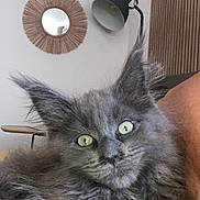 Bella a rejoint le concours — aidez-le/la à gagner de superbes lots ! cat, kitten, gray_fur, yellow_eyes, fluffy, pet, animal, indoor, home, arm, person, mirror, lamp, wood_paneling, furniture, cozy, cute, portrait, relaxed, curious