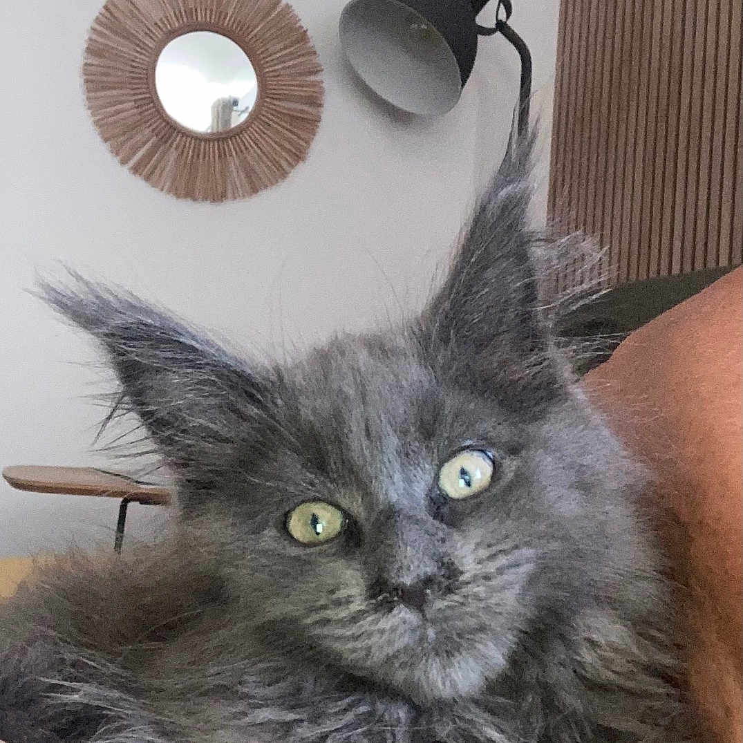 Bella
