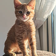 Simba a rejoint le concours — aidez-le/la à gagner de superbes lots ! animal, cat, closeup, cozy, curtain, ears, feline, fur, indoor, kitten, orange_tabby, paws, pet, portrait, sitting, soft_texture, sunlight, whiskers, window, young