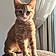 Simba