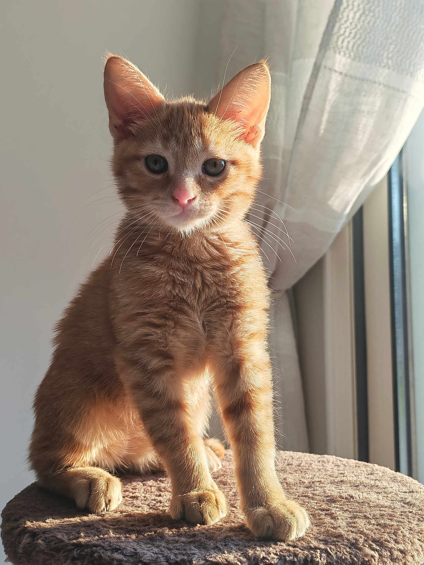 Simba