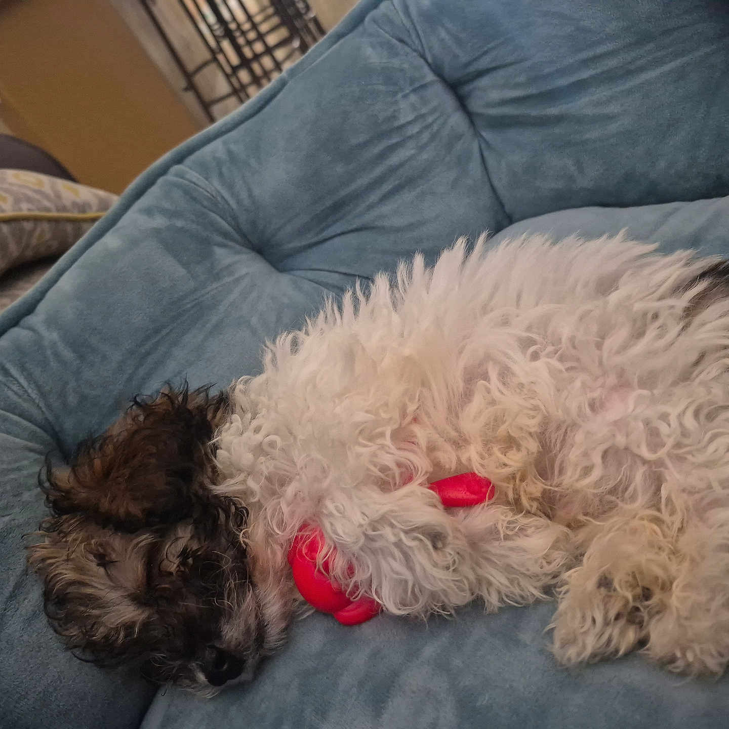 Leo joined the competition — help win amazing prizes! animal, blue_couch, couch, cozy, curly_fur, cute, dog, domestic_animal, fur, home, indoor, nap, pet, puppy, red_toy, relaxing, resting, sleep, sleeping, toy