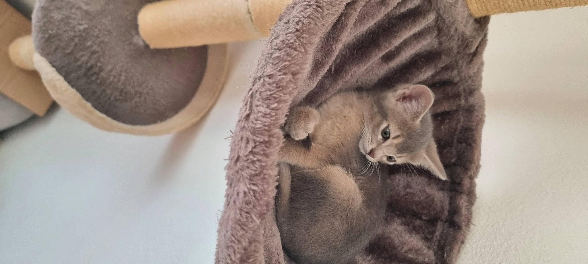 Clipper participe au concours pour gagner de l'argent avec cette photo : beige, carnivore, cat, cat_supply, claw, comfort, domestic_short_haired_cat, felidae, fur, linens, paw, small_to_medium_sized_cats, tail, textile, vertebrate, whiskers, wood, wool