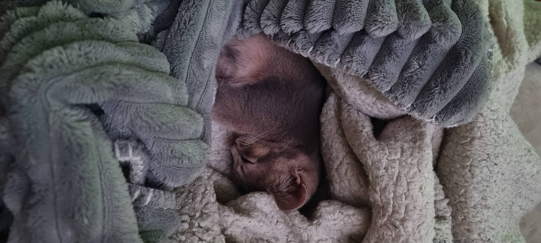 Clipper a rejoint le concours — aidez-le/la à gagner de superbes lots ! comfort, corgi_chihuahua, fawn, flesh, fur, grey, gunny_sack, linens, liver, nap, primate, sleep, snout, sporting_group, suidae, terrestrial_animal, wildlife, wood, wrinkle, zoo