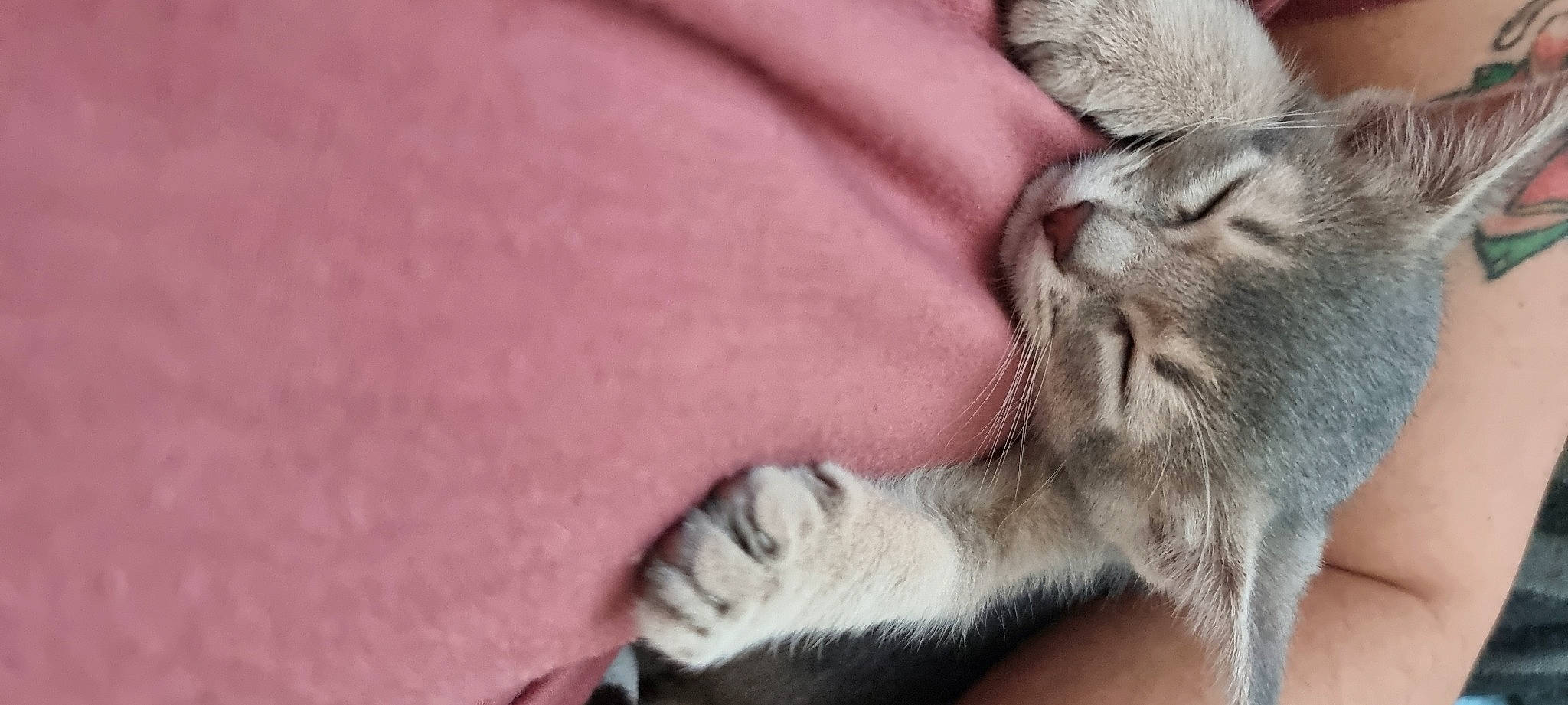 Clipper participe au concours pour gagner de l'argent avec cette photo : carnivore, cat, claw, comfort, domestic_short_haired_cat, felidae, foot, fur, grey, human_leg, nap, paw, small_to_medium_sized_cats, tail, toe, whiskers