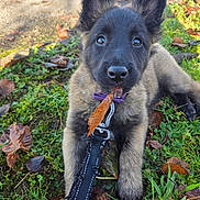 Saturne a rejoint le concours — aidez-le/la à gagner de superbes lots ! puppy, dog, grass, leaf, leash, outdoor, autumn, cute, animal, pet, playful, young, fur, ears, nature, daylight, closeup, adorable, black, brown