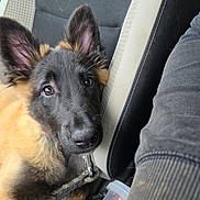 Saturne participe au concours pour gagner de l'argent avec cette photo : animal, black, brown, canine, car_seat, closeup, container, cute, dog, ears, fabric, furry, interior, leash, looking_up, person_arm, pet, puppy, resting, seatbelt