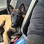 dog, puppy, german_shepherd, car_seat, seatbelt_buckle, container, treats, collar, leash, black_and_tan, pet, animal, indoors, closeup, cute, young, fur, ears, resting, car_interior