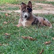 Boo a rejoint le concours — aidez-le/la à gagner de superbes lots ! animal, background_dog, black_and_white, brown_fur, dog, dogs, fallen_leaves, floppy_ears, grass, house, lawn, looking_at_camera, lying_down, outdoor, pet, porch, portrait, puppy, short_fur, sitting