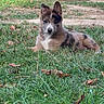 animal, background_dog, black_and_white, brown_fur, dog, dogs, fallen_leaves, floppy_ears, grass, house, lawn, looking_at_camera, lying_down, outdoor, pet, porch, portrait, puppy, short_fur, sitting