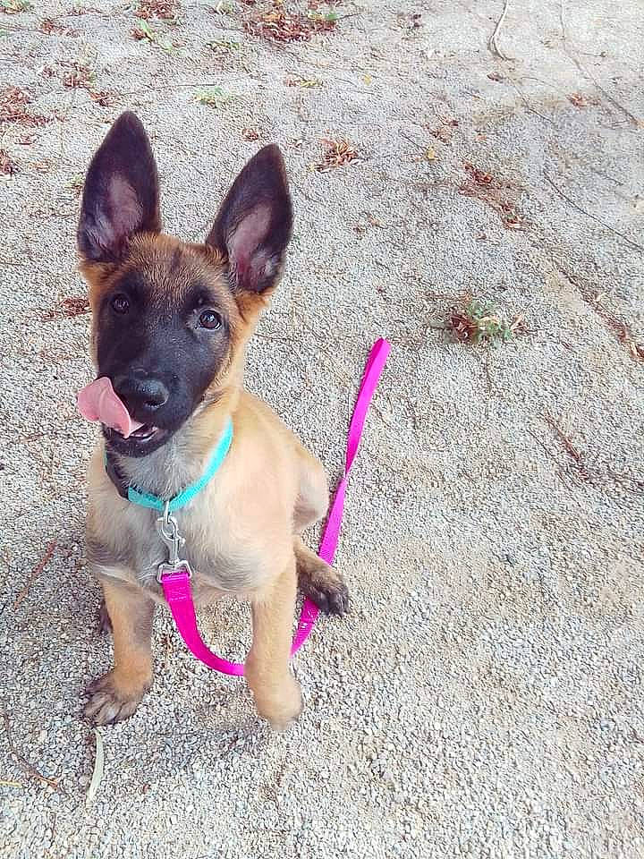 Athéna participe au concours pour gagner de l'argent avec cette photo : canidae, carnivore, collar, companion_dog, dog, dog_breed, dog_collar, dog_supply, electric_blue, fawn, foot, head, paw, pet_supply, snout, sporting_group, toy_dog, whiskers, working_animal, working_dog