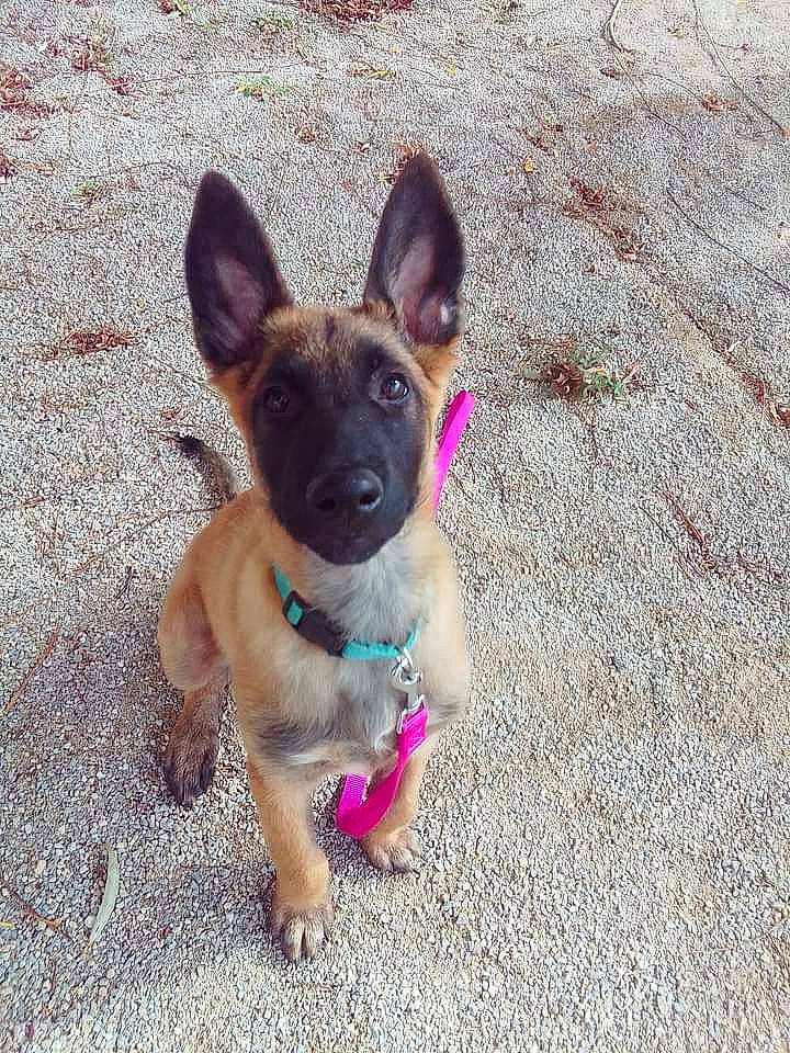 Athéna participe au concours pour gagner de l'argent avec cette photo : canidae, carnivore, companion_dog, dog, dog_breed, dog_supply, fawn, non_sporting_group, paw, snout, sporting_group, tail, toy_dog, working_animal, working_dog